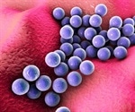Household factors promote rapid staph superbug spread within families