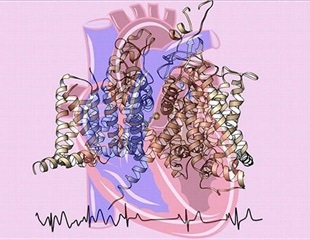Discovery of molecular origins of a heart beat