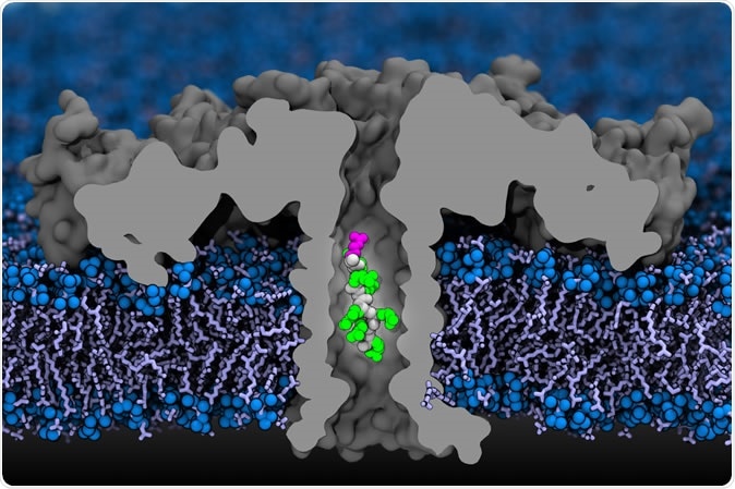 In this computer simulation, a portion of a protein moves through an aerolysin nanopore. The researchers used detailed simulations that mapped each atom, and confirmed their findings experimentally. Credit: Aleksei Aksimentiev