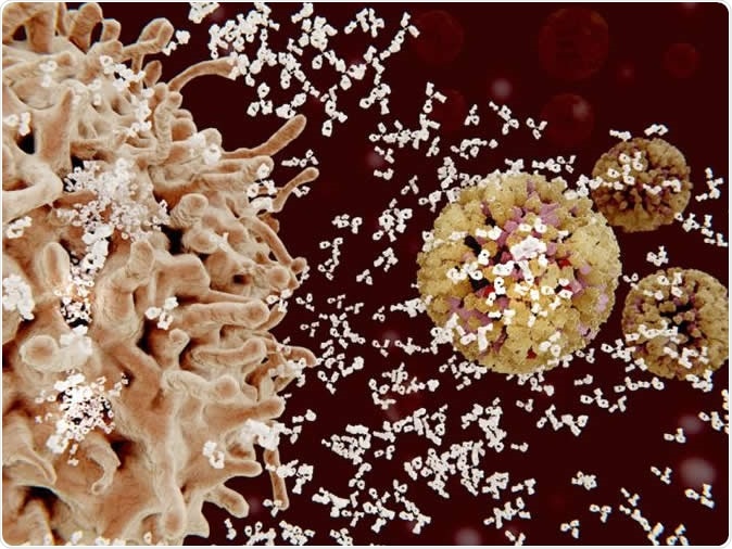 B cells need to do some genetic engineering before they make new classes of antibodies known as Immunoglobulins G or A (IgG or IgA). Image Credit: La Jolla Institute for Immunology