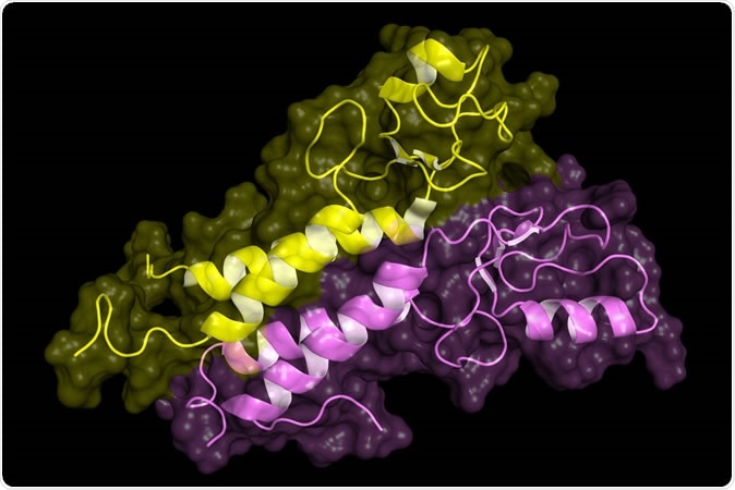 BRCA1 tumor supressor protein RING domain, in complex with BARD1 protein. BRCA1 mutations are implicated in hereditary breast, ovarian and prostate cancer. Image Credit: Petarg / Shutterstock