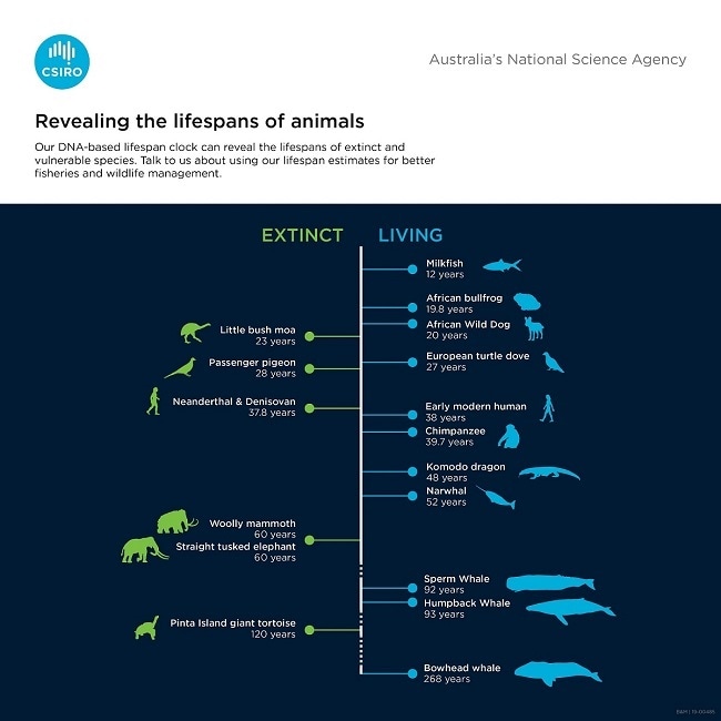 CSIRO researchers find simple way to estimate lifespan of animals