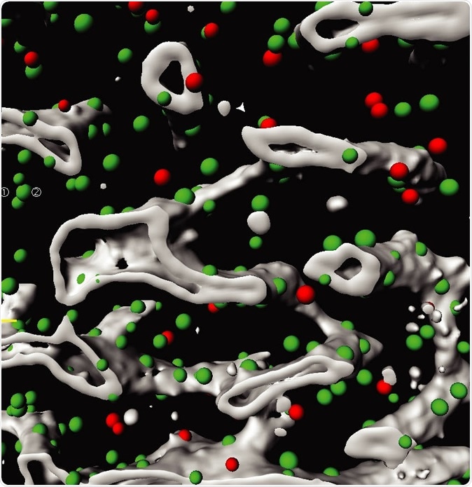 Segmentação tridimensional de uma região da medula. As pilhas diferentes da ameia (pontos verdes e vermelhos) e os vasos sanguíneos (cinzentos) são destacados. Source: DKFZ, EMBL e hospital Zurique da universidade