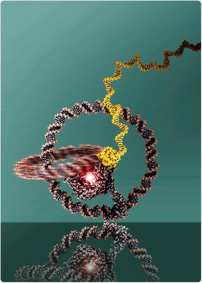 The two rings are linked like a chain and can well be recognized. At the centre there is the T7 RNA Polymerase.