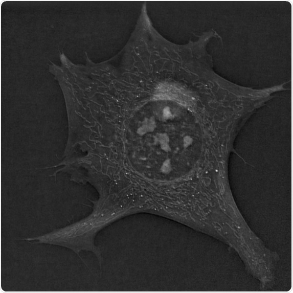 Holo-tomographic microscopy allows researchers to quantify new cell biology phenomena