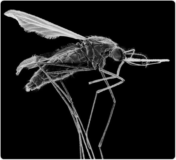Gene drives are faster, more efficient to control mosquitoes that spread malaria