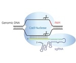 Horizon Discovery adds predesigned synthetic single guide RNA to its product range