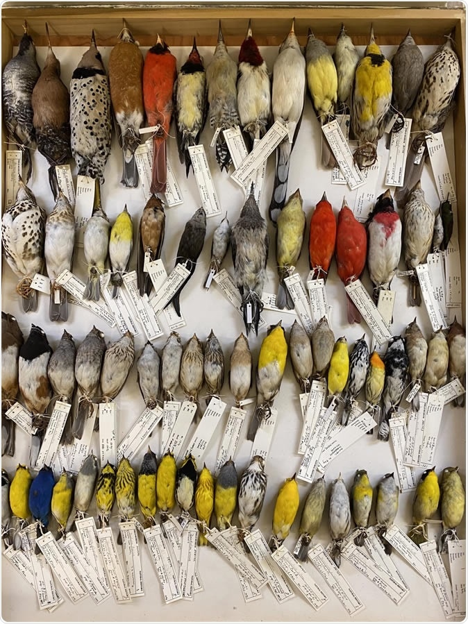 Some of the birds collected at Chicago’s McCormick Place that are in the Field Museum collections. Image credit: Field Museum, Ben Marks.