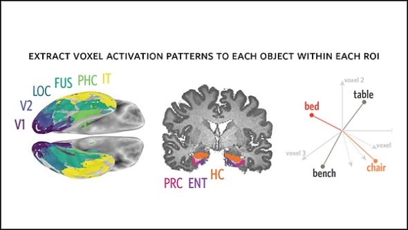 Recognizing and drawing an object engage the brain in similar ways