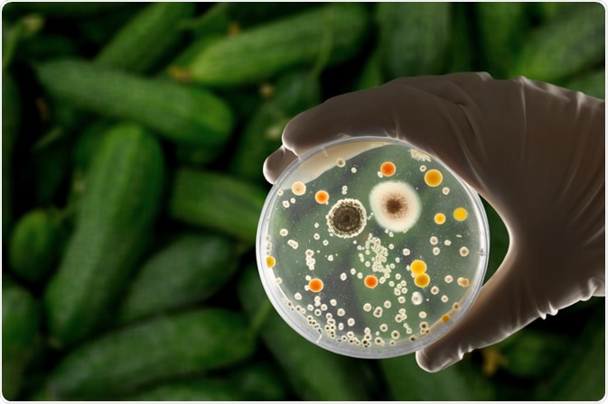 Antimicrobial preservatives protect against food contamination. This image shows E. coli growing from cucumbers.