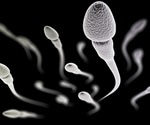 Why some sperm swim in circles – it’s a protein defect