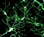 Forming 3D Neuronal Models of the Brain