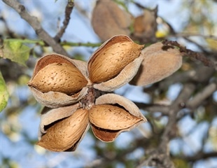 People with peanut allergies avoid tree nuts despite being non-allergic to them