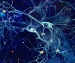 What is Synaptic Plasticity?