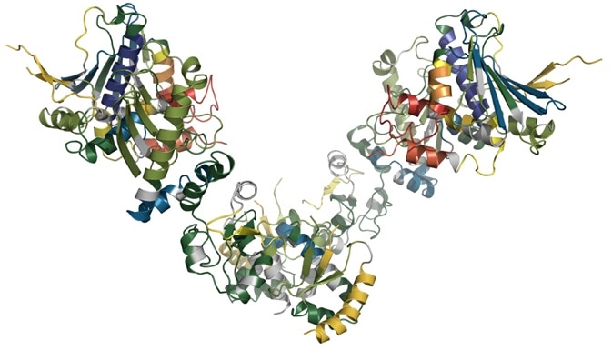 Secondary Structure Representation of the crystal structure of E.coli HtpG color coded according to H/D exchange at 30s