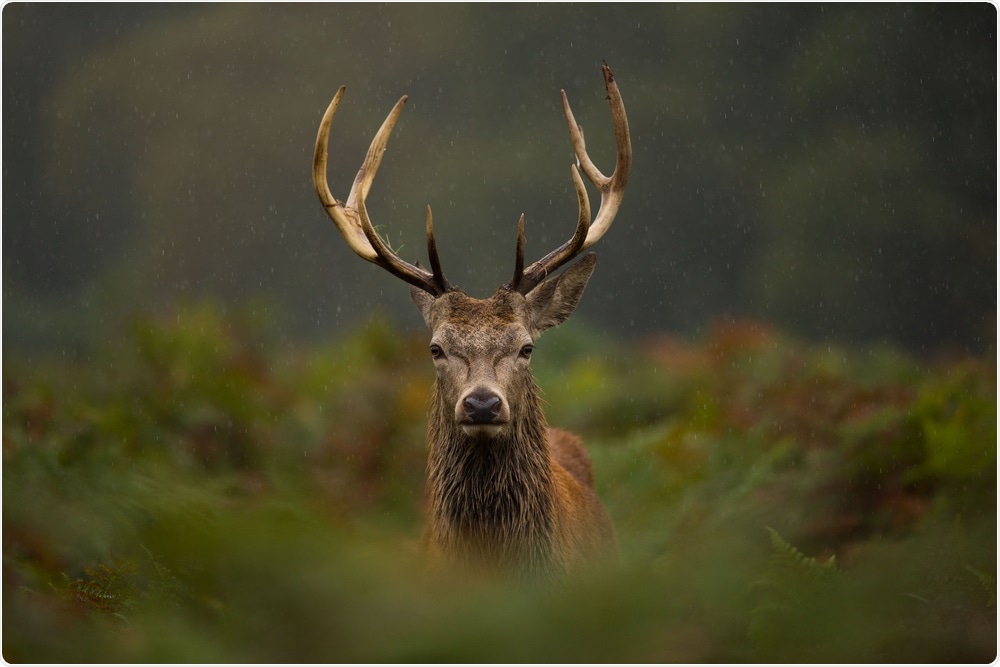 Chronic wasting disease is spread by deer and elk