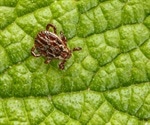 Risk of red meat allergy from tick bites higher than previously thought