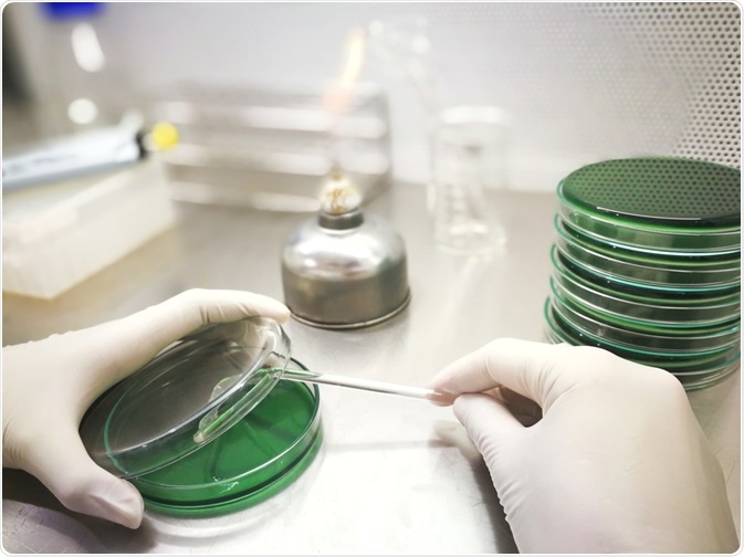 Microbiologist using aseptic techniques to spread bacteria culture on agar plate