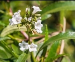 'Holy herb' (Yerba santa) identified as a potential treatment for Alzheimer’s disease