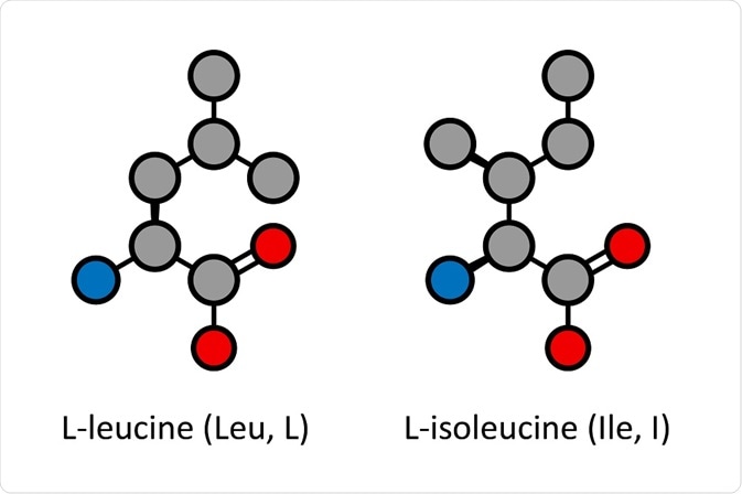 Leucine verses isoleucine - two molecular diagrams for comparison