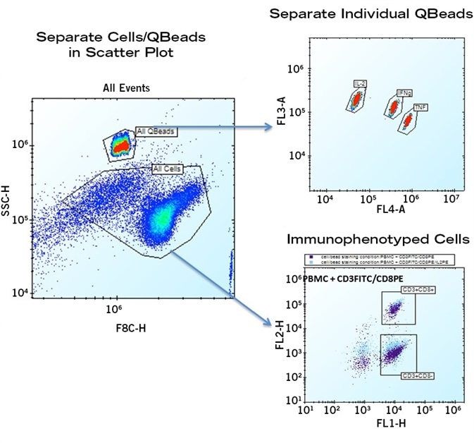 Cytokine-capturing QBeads are clearly separated from PBMCs by their forward and side scatter (left plot). Individual QBeads populations are separated by dyes internal to the beads (upper right) while the cell populations are separated by anti-CD3 and anti-CD8 immunophenotyping antibodies conjugated with FITC and PE, respectively (lower right).