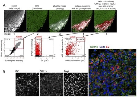 Marker identification and quantification by StrataQuest, and confocal analysis of EV-containing tissue sections. (A) StrataQuest analysis algorithm. First, nuclei are identified and quantified (gated) through propidium iodide (PI) assessment (gated nuclei: 86.53%; first two images and gate 1). Around the nuclei, the software calculates and demarcates a small area that represents the cell cytoplasm and boundary (green net-like structure in image 2). Subsequently, a marker image is superimposed, demarcating the area of interest (here area of EV deposition in a lymph node, images 3 and 4, gate 2), which is set to 100% in order to calculate cell sub-populations in this area. Subsequently, an additional marker is superimposed and gated on the previous gate (43.22% of cells in the EV area, gate 3). This calculation can be performed for different individual markers, or continued for assessing multiple marker co-expression in one cell. Scale bars represent 100 μm. (B) Analysis of cellular EV uptake in tissue. A tissue section maDC-EV 6 h after injection was analyzed by confocal microscopy in order to demonstrate that EV were ingested by cells and not merely deposited by injection. To indicate the cytoplasm, the cells were stained for CD11b. EV are indicated by red color and nuclei by DAPI. Scale bars represent 25 μm.