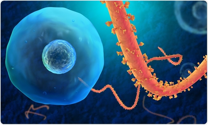 Ebola Virus illustration. Image Credit: Festa / Shutterstock