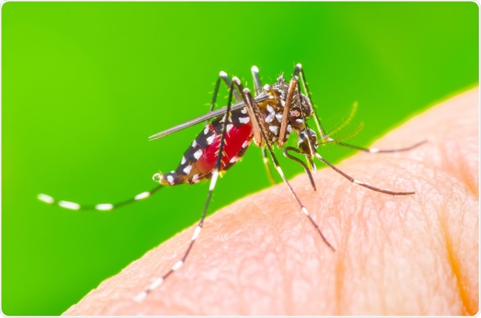 Aedes aegypti mosquito on human skin. Image Credit: khlungcenter / Shutterstock