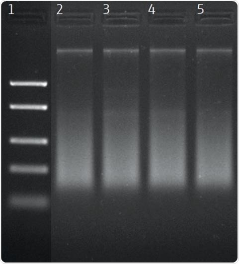 Agarose gel electrophoresis of DNA extracted from frozen shrimp samples. Lane 1: DNA ladder; lanes 2–5: Samples 1–4.