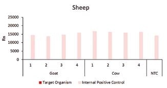 Detection of sheep-specific target gene