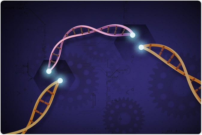 CRISPR-Cas9 is a customizable tool that lets scientists cut and insert small pieces of DNA at precise areas along a DNA strand.  Credit: Ernesto del Aguila III, National Human Genome Research Institute, NIH
