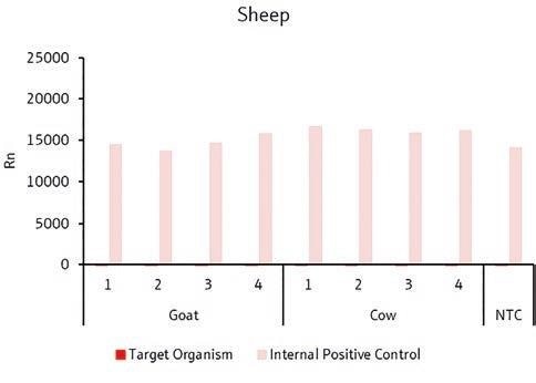 Detection of sheep-specific target gene.