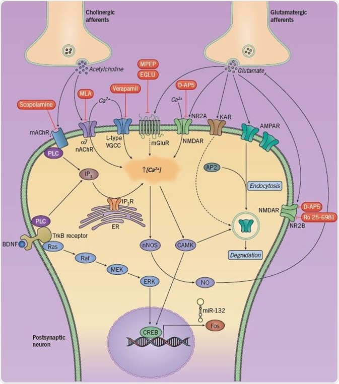 Cellular Mechanisms of Long-term Depression and Recognition Memory