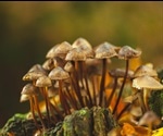 Bioactive compounds in mushrooms may fight neurodegeneration in later life