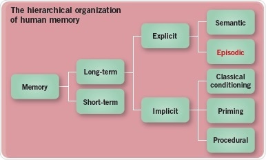 The hierarchical organization of human memory