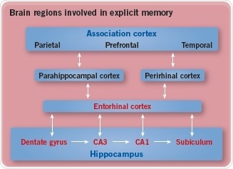 Brain regions involved in explicit memory