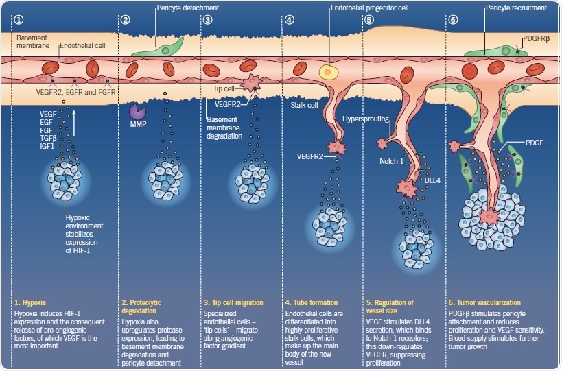 The process of angiogenesis.