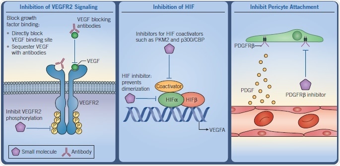 Diagrams demonstrating the inhibition of VEGFR2 Signaling, HIF and Pericyte attachment.