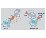 Integrin-Associated Protein CD47 Leukocyte Surface Antigen