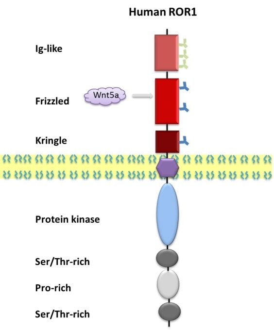 Recombinant Protein Receptor Tyrosine Kinases ROR1 and ROR2