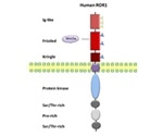 Recombinant Protein Receptor Tyrosine Kinases ROR1 and ROR2