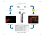 Using MALDI Imaging to Identify Peptides from Tissue Samples