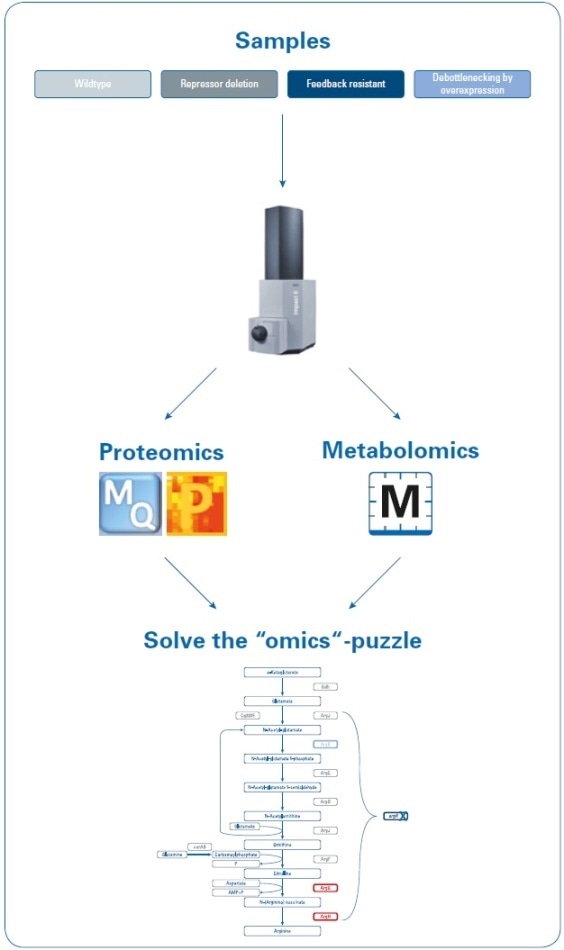Workflow to investigate the increase in arginine production by rational strain design. Four samples (wild type and three mutant strains) were analyzed using proteomics and metabolomics applications on the impact II Q-TOF instrument. Data were processed using MaxQuant and Perseus (for proteomics studies) or MetaboScape (for metabolomics studies) software, and then mapped onto the biological pathways to visualize the results of the introduced changes.
