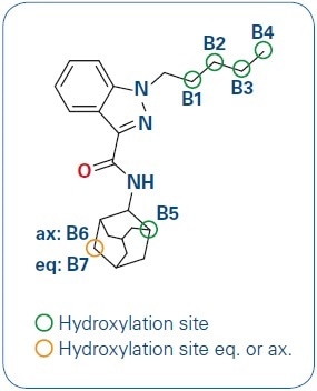 AKB-48 and its hydroxylation sites.
