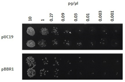 Transformation of E. coli cells with plasmids of different copy number. As expected, the copy number of a plasmid affects the number of colonies forming units observed after overnight growth. A higher copy number plasmid, pUC19, gives rise to a larger number of colonies as compared to a medium copy number plasmid, pBBR1, when the same concentration of DNA is added to the cells.