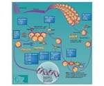 Exploring Epigenetics in Cancer