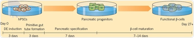 Pagliuca et al. (2014) derived functional human pancreatic β-cells from hPSCs.