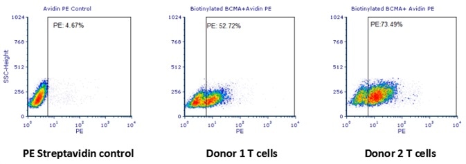 Human T cells were transfected with anti-BCMA CAR and cultured for 3 days. Three days post-transfection, 1x106 cells were first incubated with 50 μl biotinylated human BCMA protein (Cat. No. BC7-H82F0, 8 μg/ml), washed and then stained with PE Streptavidin and analyzed by flow cytometry. (Data are kindly provided by PREGENE Biopharma)