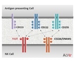 T cell Immunoreceptor with lg and ITIM Domains Signaling Axis
