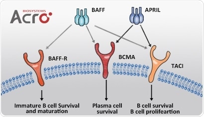 B-Cell Maturation Antigen (BCMA), a Target for Multiple Myeloma